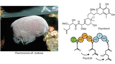 Polyketide assembly lines of uncultivated sponge symbionts from structure-based gene targeting