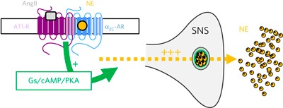 Dual agonist occupancy of AT<sub>1</sub>-R–α<sub>2C</sub>-AR heterodimers results in atypical G<sub>s</sub>-PKA signaling