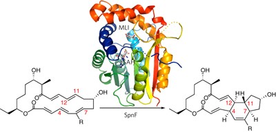 The structure of SpnF, a standalone enzyme that catalyzes [4 + 2] cycloaddition