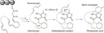 An enzymatic [4+2] cyclization cascade creates the pentacyclic core of pyrroindomycins