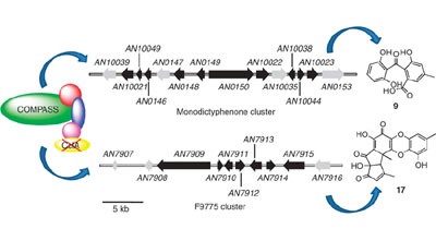 Chromatin-level regulation of biosynthetic gene clusters