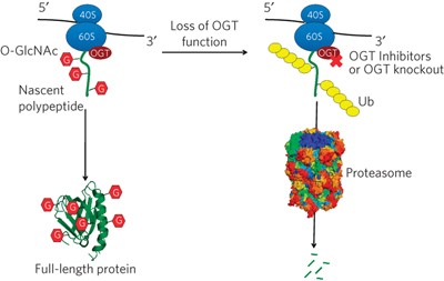 O-GlcNAc occurs cotranslationally to stabilize nascent polypeptide chains