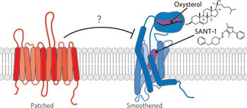 Regulation of the oncoprotein Smoothened by small molecules