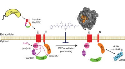 Mechanistic and structural insights into the proteolytic activation of <i>Vibrio cholerae</i> MARTX toxin
