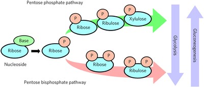 A pentose bisphosphate pathway for nucleoside degradation in Archaea