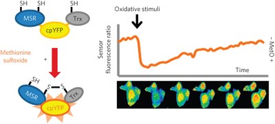 Monitoring methionine sulfoxide with stereospecific mechanism-based fluorescent sensors