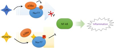 Impeding the interaction between Nur77 and p38 reduces LPS-induced inflammation