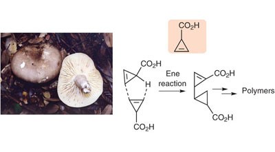 Identification of the toxic trigger in mushroom poisoning