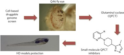 siRNA screen identifies QPCT as a druggable target for Huntington's disease