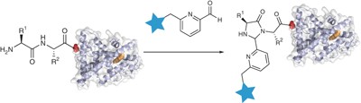 One-step site-specific modification of native proteins with 2-pyridinecarboxyaldehydes