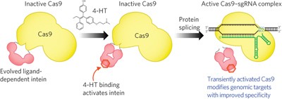 Small molecule–triggered Cas9 protein with improved genome-editing specificity