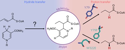 The use of ene adducts to study and engineer enoyl-thioester reductases