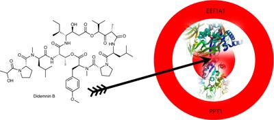 Mode of action and pharmacogenomic biomarkers for exceptional responders to didemnin B