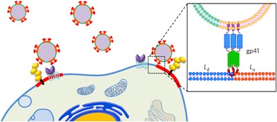 HIV gp41–mediated membrane fusion occurs at edges of cholesterol-rich lipid domains