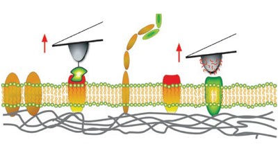 Force probing surfaces of living cells to molecular resolution