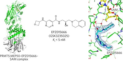 A selective inhibitor of PRMT5 with <i>in vivo</i> and <i>in vitro</i> potency in MCL models