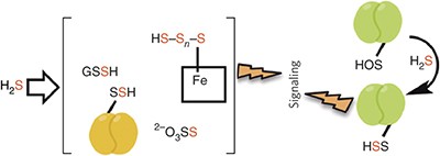 Biogenesis of reactive sulfur species for signaling by hydrogen sulfide oxidation pathways