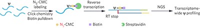 Chemical pulldown reveals dynamic pseudouridylation of the mammalian transcriptome