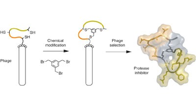 Phage-encoded combinatorial chemical libraries based on bicyclic peptides