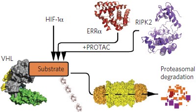 Catalytic <i>in vivo</i> protein knockdown by small-molecule PROTACs