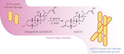 A biosynthetic pathway for a prominent class of microbiota-derived bile acids