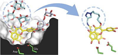 The amylase inhibitor montbretin A reveals a new glycosidase inhibition motif