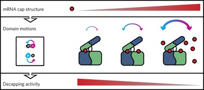 An excess of catalytically required motions inhibits the scavenger decapping enzyme