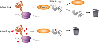 Tunable and reversible drug control of protein production via a self-excising degron