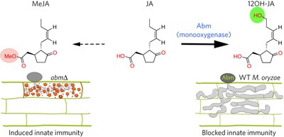 A fungal monooxygenase-derived jasmonate attenuates host innate immunity