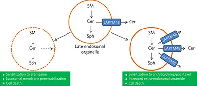 LAPTM4B facilitates late endosomal ceramide export to control cell death pathways