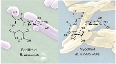 Bacillithiol is an antioxidant thiol produced in Bacilli