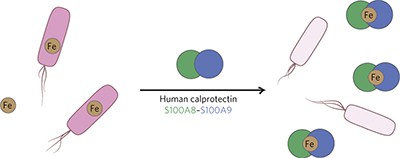 Human calprotectin is an iron-sequestering host-defense protein