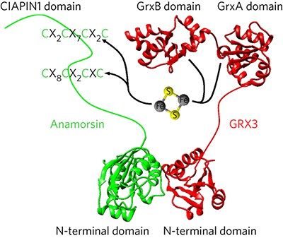 N-terminal domains mediate [2Fe-2S] cluster transfer from glutaredoxin-3 to anamorsin