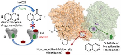 Structural insights into xenobiotic and inhibitor binding to human aldehyde oxidase