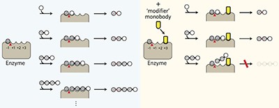 Monobody-mediated alteration of enzyme specificity