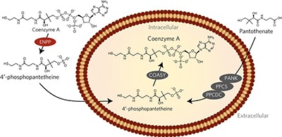 Extracellular 4′-phosphopantetheine is a source for intracellular coenzyme A synthesis
