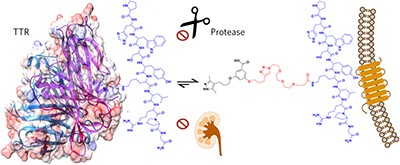 A biomimetic approach for enhancing the <i>in vivo</i> half-life of peptides