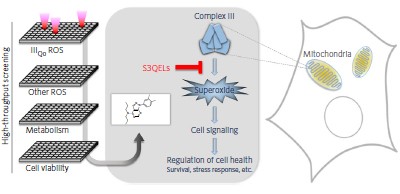 Suppressors of superoxide production from mitochondrial complex III