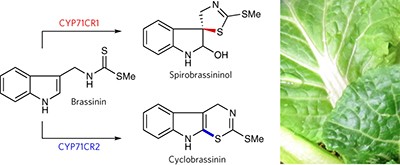 Two cytochromes P450 catalyze S-heterocyclizations in cabbage phytoalexin biosynthesis