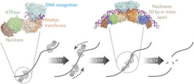 Translocation-coupled DNA cleavage by the Type ISP restriction-modification enzymes