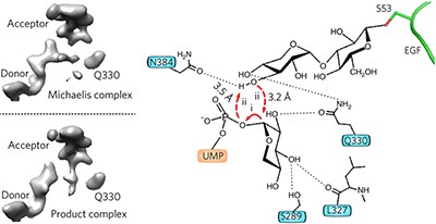 Notch-modifying xylosyltransferase structures support an S<sub>N</sub>i-like retaining mechanism