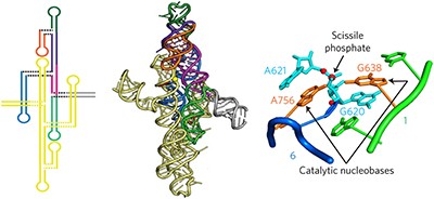 Crystal structure of the Varkud satellite ribozyme