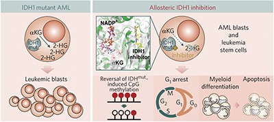 New IDH1 mutant inhibitors for treatment of acute myeloid leukemia