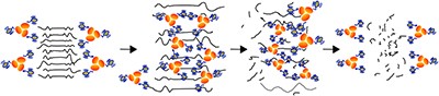 Determinants of amyloid fibril degradation by the PDZ protease HTRA1