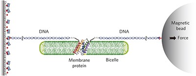 Mapping the energy landscape for second-stage folding of a single membrane protein