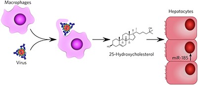 MicroRNAs regulate the immunometabolic response to viral infection in the liver