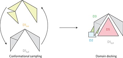 Crystal structure of group II intron domain 1 reveals a template for RNA assembly