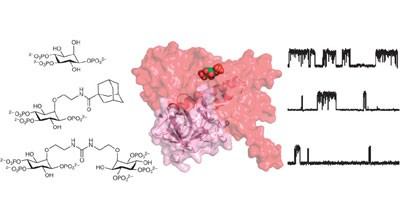 Synthetic partial agonists reveal key steps in IP<sub>3</sub> receptor activation