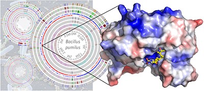 Class D β-lactamases do exist in Gram-positive bacteria