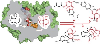 Structural determinants of reductive terpene cyclization in iridoid biosynthesis